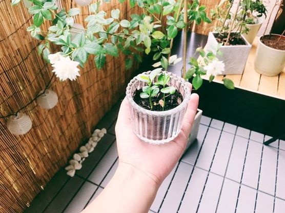 Auf gut Glück habe Auf gut Glück habe