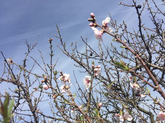 :cherry_blossom:Mandelblüte:cherry_blossom: :cherry_blossom:Mandelblüte:cherry_blossom: