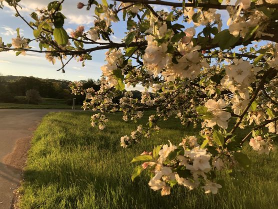 Bild von Maiskeks Bild von Maiskeks