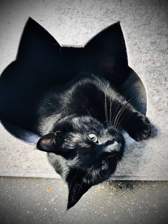 Smudo genießt seine Höhle. Smudo genießt seine Höhle.