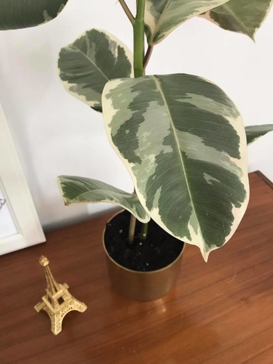 Pflanzenliebe Pflanzenliebe