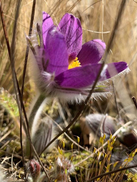 *** Frühlingserwachen im Garten *** Frühlingserwachen im Garten