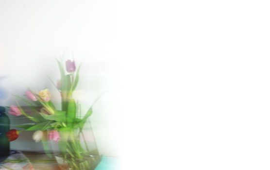 Die Tulpenzeit beginnt Die Tulpenzeit beginnt