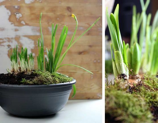 Der Frühling zieht auch daheim ein! Der Frühling zieht auch daheim ein!