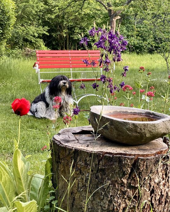 Bild von Blaumeise Bild von Blaumeise