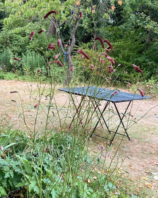 Bild von Blaumeise Bild von Blaumeise