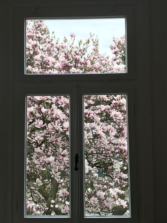 Rosafarbener Zauber Rosafarbener Zauber