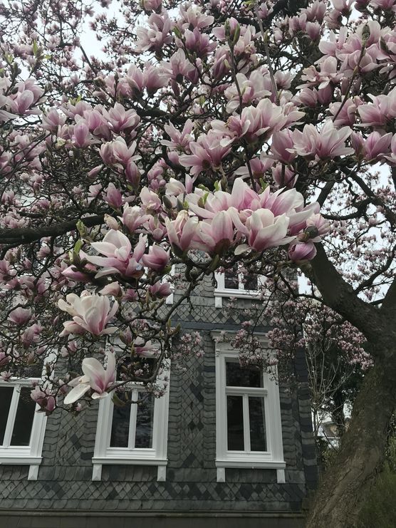 Hausbaum - ein Traum in rosa Hausbaum - ein Traum in rosa