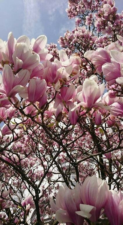 Magnolienblüte ... Magnolienblüte ...