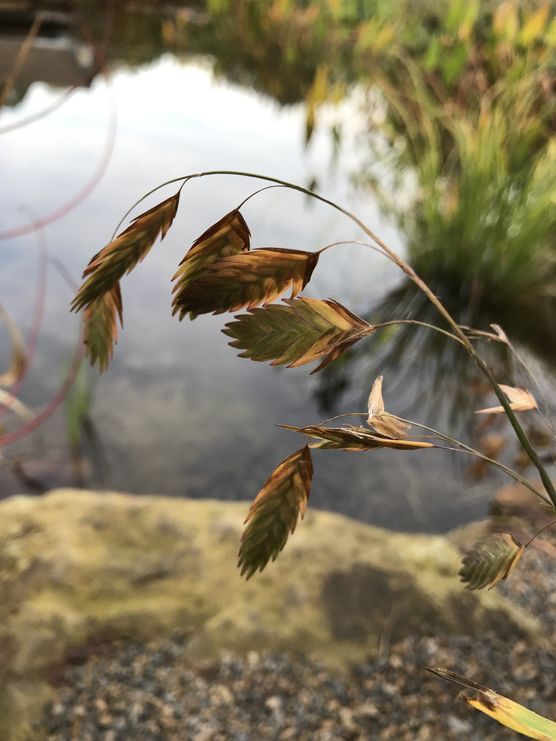 Lieblinge im Garten Lieblinge im Garten