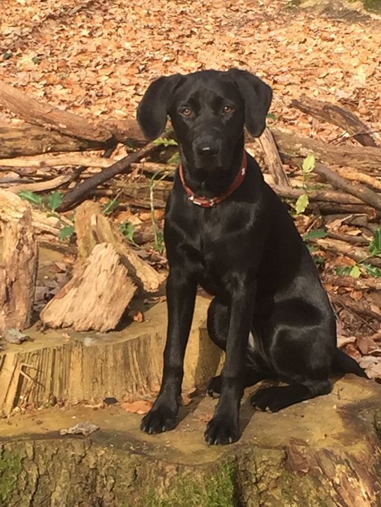 :tulip::cherry_blossom:Frühjahrsduft & Waldeslust:beetle::bug: :tulip::cherry_blossom:Frühjahrsduft & Waldeslust:beetle::bug: