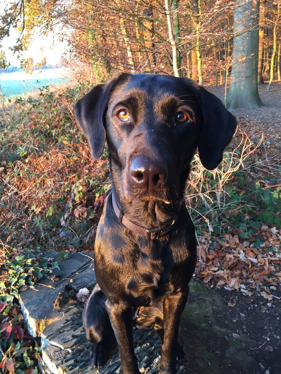 Mein Labbi-Mädchen und ich Mein Labbi-Mädchen und ich