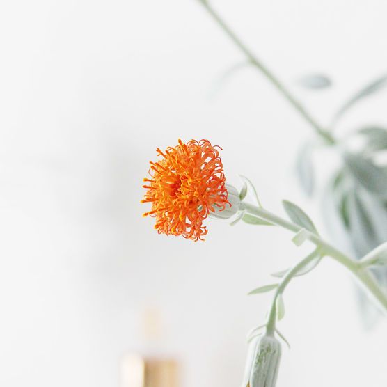 Herbstblüte Herbstblüte