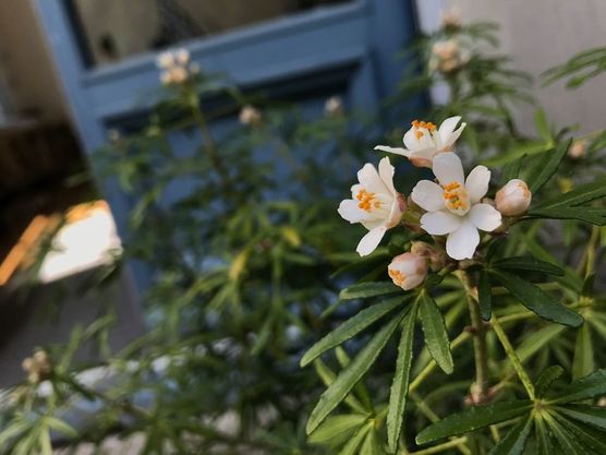 ...in Zeiten der Ausgangssperre ...in Zeiten der Ausgangssperre