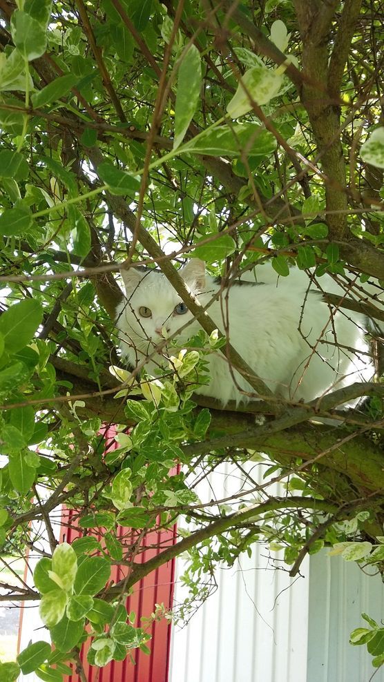 Vögel habt Acht ... Vögel habt Acht ...