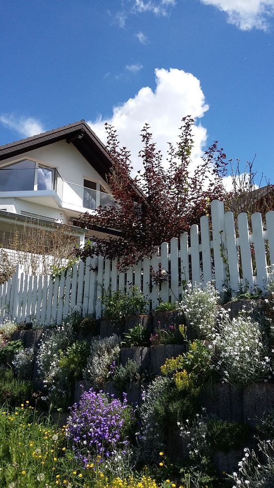 Butterblumen ./. Hornkraut Butterblumen ./. Hornkraut