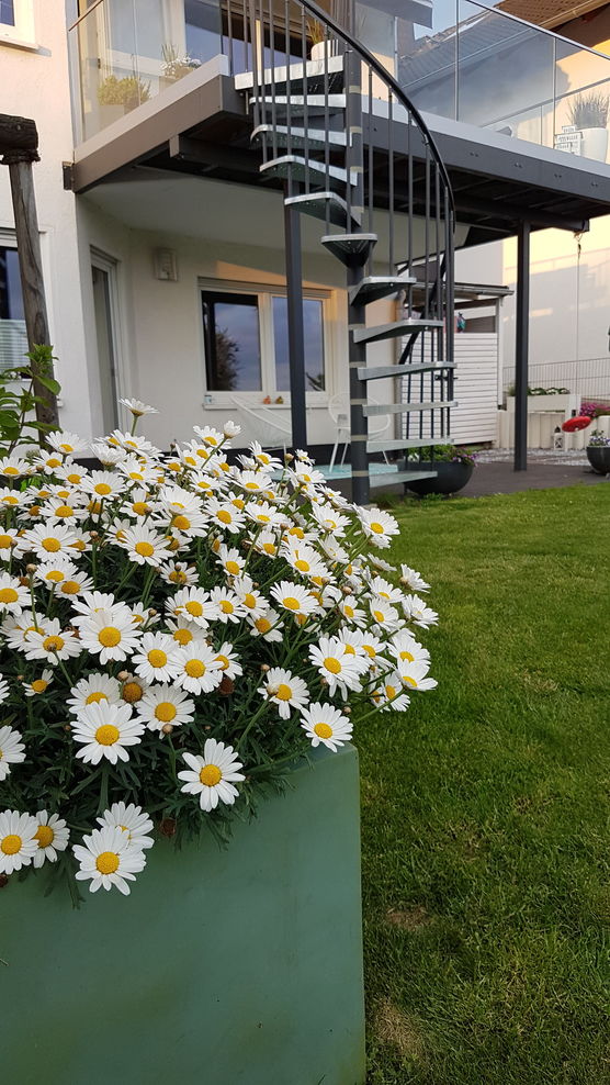 ... meine absoluten Lieblingsblumen...
weisse ... meine absoluten Lieblingsblumen...
weisse