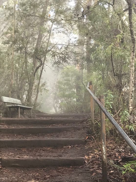 Misty gums Misty gums