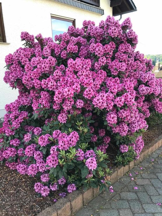 Bild von Caro.Kus Bild von Caro.Kus