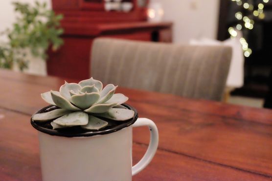 Sukkulenten Sukkulenten