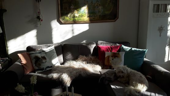 Sofa mit Hund Sofa mit Hund