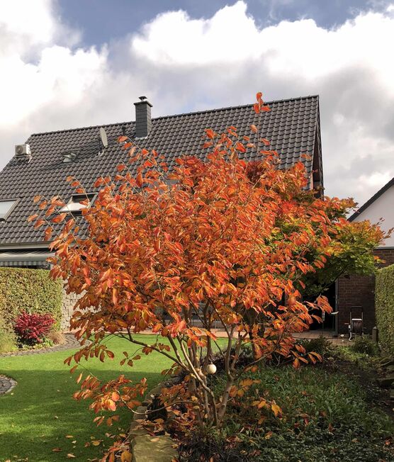 Bild von Zierquitte Bild von Zierquitte