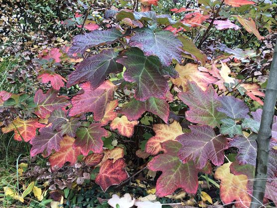 Bild von Zierquitte Bild von Zierquitte