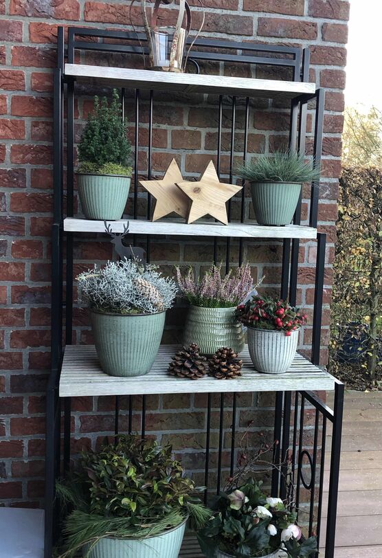 Bild von Zierquitte Bild von Zierquitte