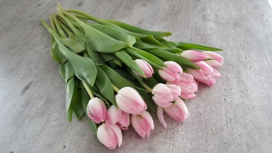 Tulpenliebe Tulpenliebe