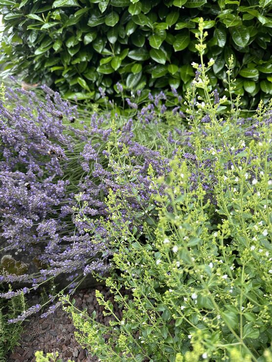 Bild von Wo wir zuhause sind Bild von Wo wir zuhause sind