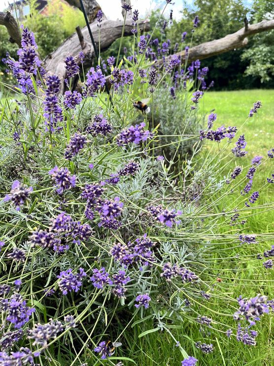 Bild von Anno1914 Bild von Anno1914