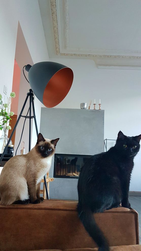 Home is where my cat is :black_heart: Home is where my cat is :black_heart: