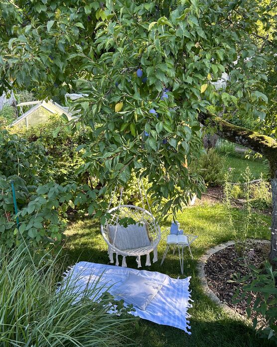 Schattenplatz unter dem Zwetschgenbaum. Schattenplatz unter dem Zwetschgenbaum.