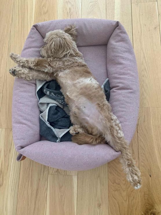 Bild von pudelwohl.ms Bild von pudelwohl.ms