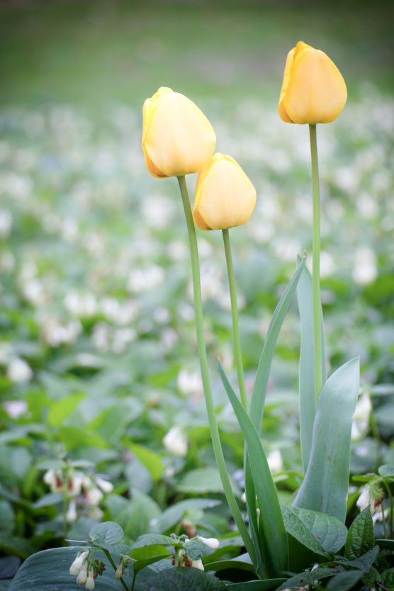 Frohe Ostern Frohe Ostern