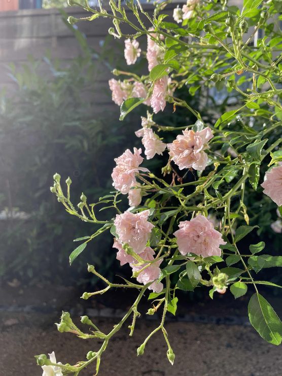 Bild von Lise W. Bild von Lise W.