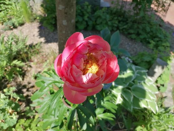 Bild von Veronika mit Ludwig Bild von Veronika mit Ludwig