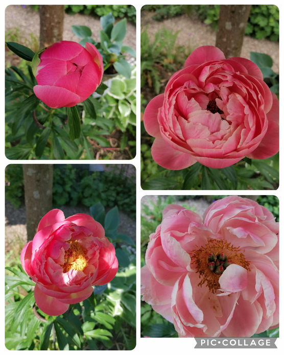 Bild von Veronika mit Ludwig Bild von Veronika mit Ludwig