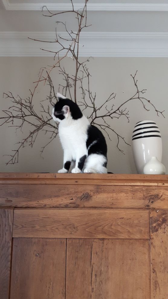 Ton in Ton Ton in Ton