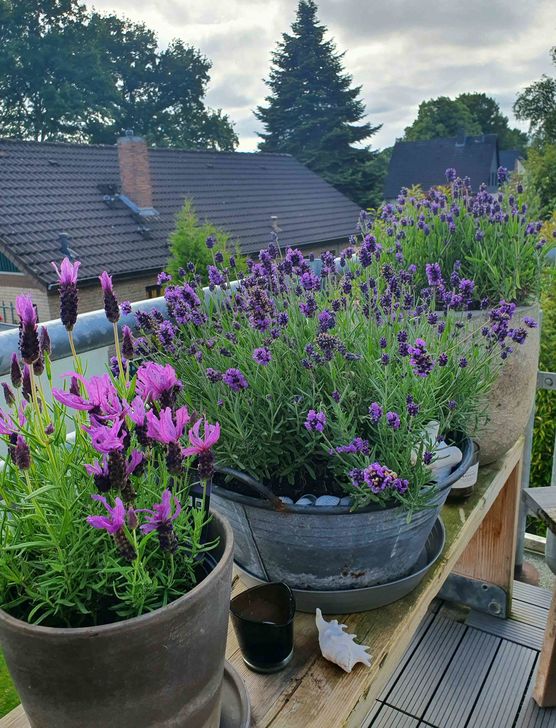 Bild von Frau_Stilfein Bild von Frau_Stilfein