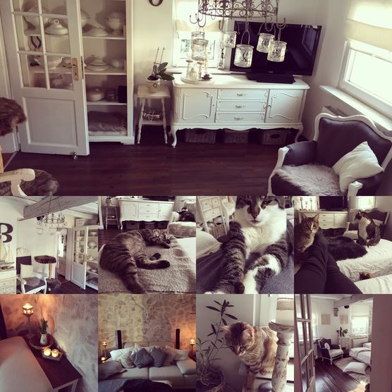 Wohnzimmer mit Miezen Wohnzimmer mit Miezen