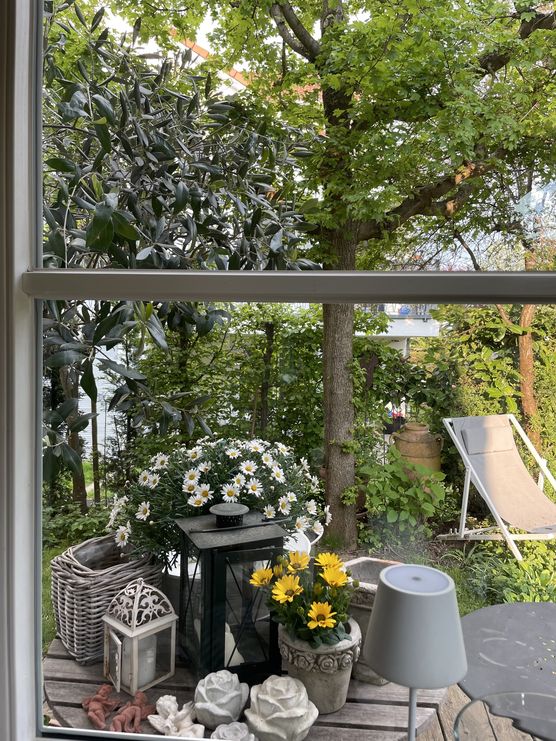 Das Olivenbäumchen ist wieder Das Olivenbäumchen ist wieder