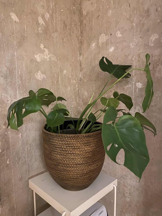 Bild von Julie Rosengold Bild von Julie Rosengold