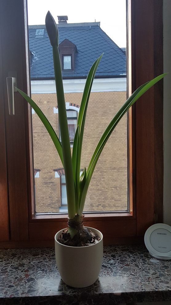 Meine Amaryllis möchte mir Meine Amaryllis möchte mir