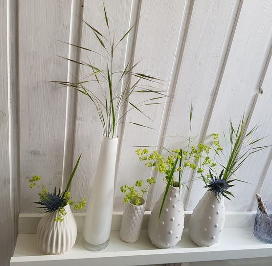 Gräser und erster frauenmantel Gräser und erster frauenmantel