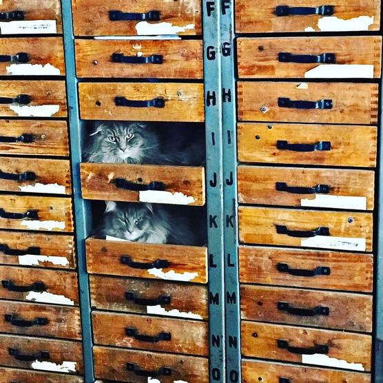 Meine Katzen sind in Meine Katzen sind in