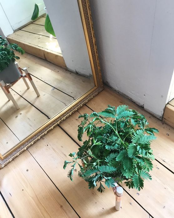 Kleine Mimosa?? Kleine Mimosa??