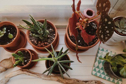 Katzen und Pflanzen zusammen Katzen und Pflanzen zusammen