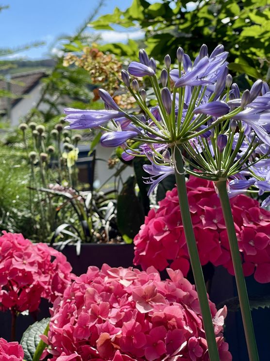 ♥️☀️🌺🌸♥️ ♥️☀️🌺🌸♥️