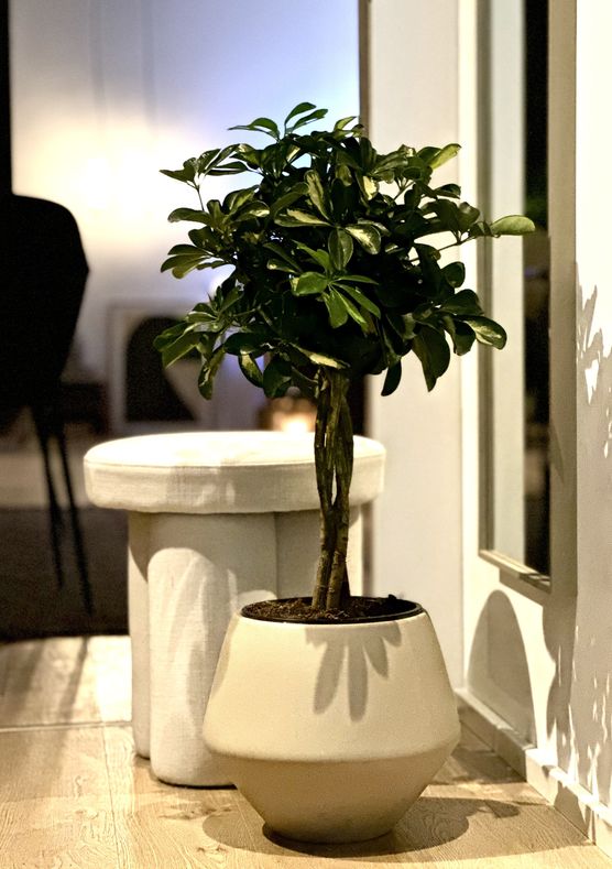 Schefflera eingezogen! Auf dem Schefflera eingezogen! Auf dem